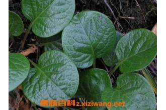 鹿含草的功效与作用及禁忌