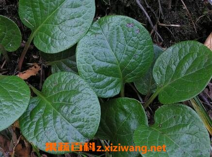 鹿含草的功效与作用