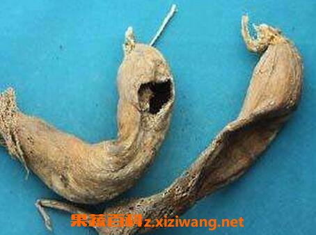 枯萝卜水的功效与作用
