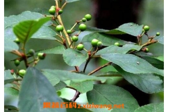 苦李根的功效与作用 苦李根有毒吗