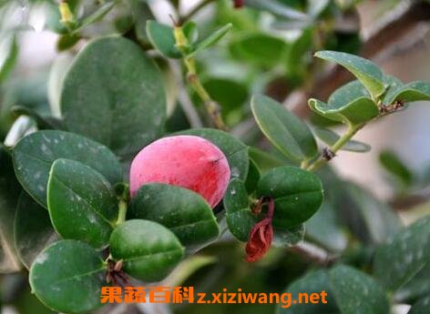 假虎刺的功效