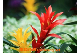 五彩红星的栽培方法和注意事项