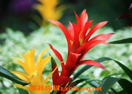 五彩红星的栽培方法和注意事项