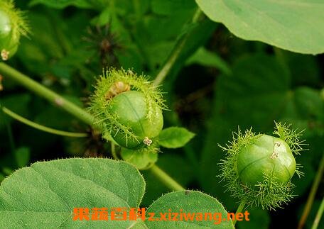 龙珠的药用价值