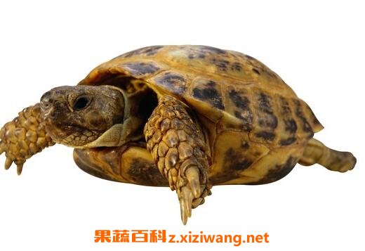 鳖头的功效与作用及禁忌
