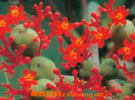 佛杜树的药用价值