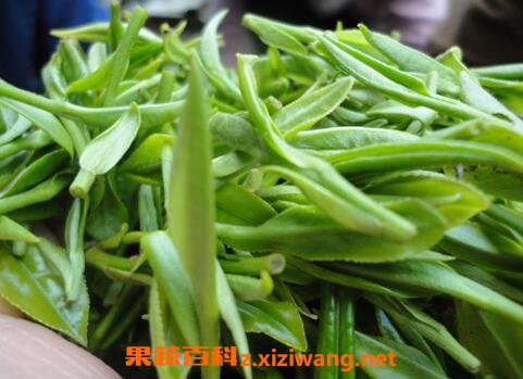 黄山毛峰的功效和冲泡方法