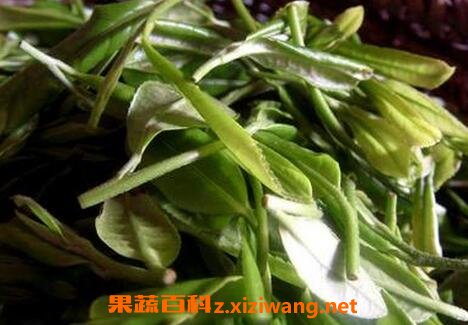 日铸雪芽的功效与作用