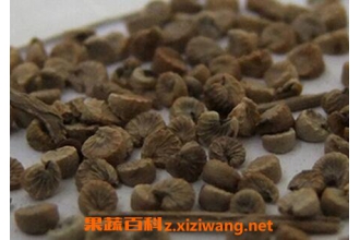 冬葵果如何吃 冬葵果与什么一起煲