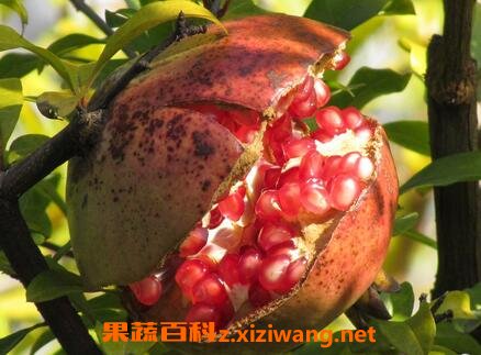 白石榴皮的功效与作用