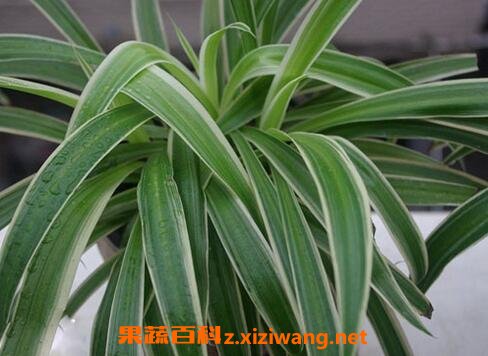 大叶吊兰养殖方法和注意事项