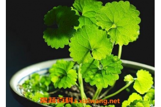 雷公根的功效与作用