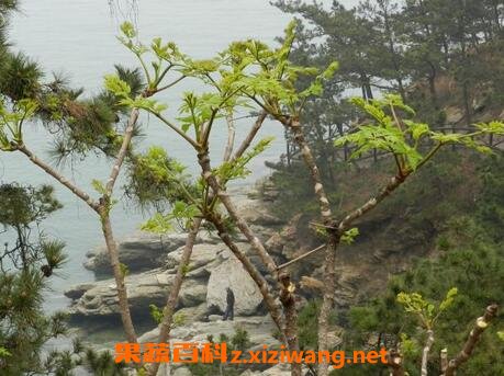 龙牙楤木的功效与作用