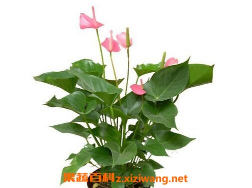 粉掌的养殖方法和注意事项