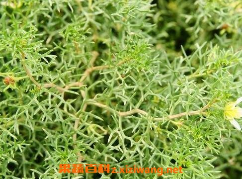 骆驼莲子的功效和作用