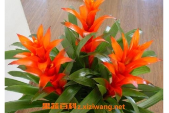 凤梨花图片 凤梨花的养殖方法和注意事项