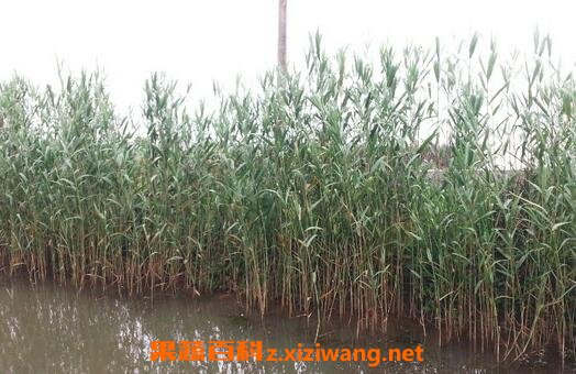 芦叶茶有什么营养 喝芦叶茶的功效与作用