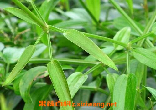 茜草加红花功效作用
