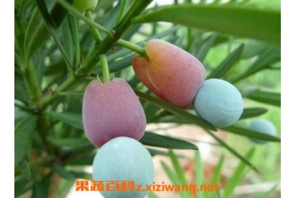 罗汉松果的功效作用与副作用