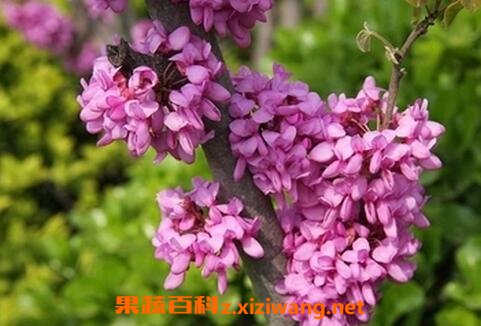 紫荆花的养殖方法和病虫害防治