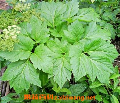 长寿草