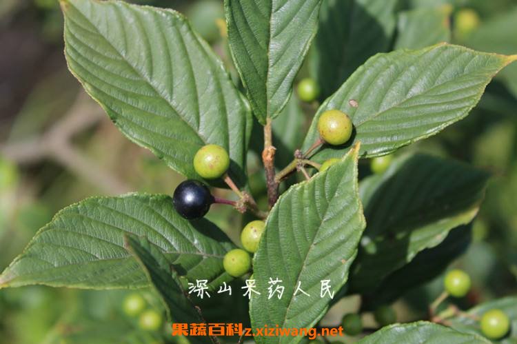 苦李根