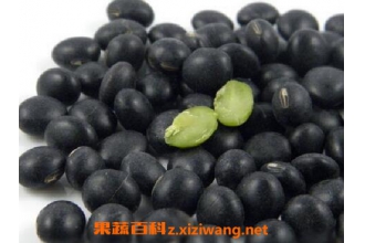 绿芯黑豆的功效与作用及禁忌