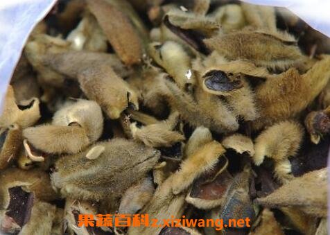 中药辛夷的功效与作用