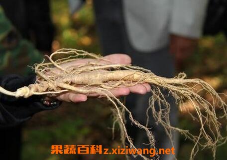 野参功效与作用及禁忌