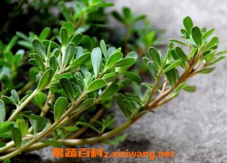 马齿苋的功效与作用 马齿苋的药用价值