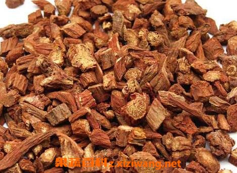 丹参的功效与作用 丹参的药用价值