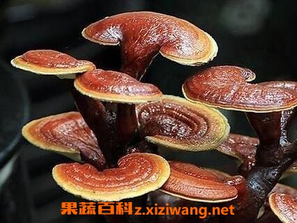 灵芝的功效与作用及食用方法