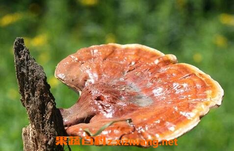 灵芝的功效与作用及食用方法