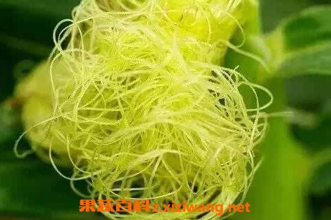 玉米须的功效与作用 玉米须的药用价值