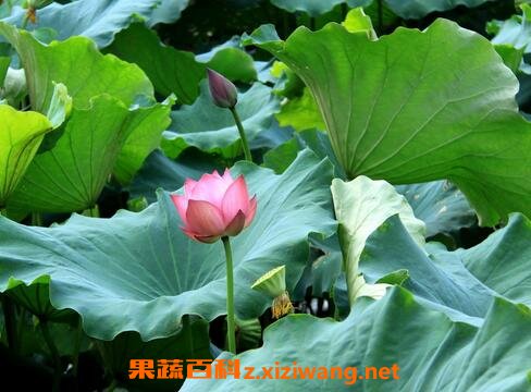 荷叶的功效与作用 荷叶的药用价值