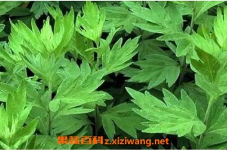 艾草的功效与作用 艾草的药用价值