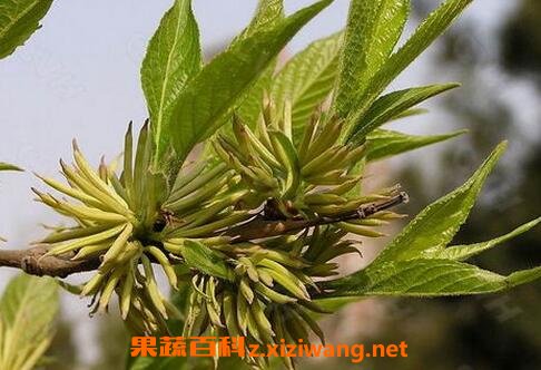 杜仲的功效与作用 杜仲的药用价值