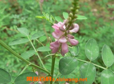 马棘花的药用价值