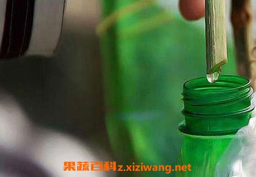 鲜丝瓜水的功效与作用 鲜丝瓜水能美容吗