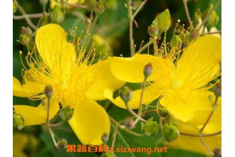 金丝梅的药用价值与常见用法