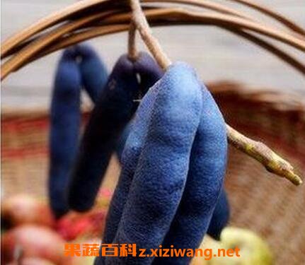 猫儿屎果好吃么 猫儿屎果怎么吃