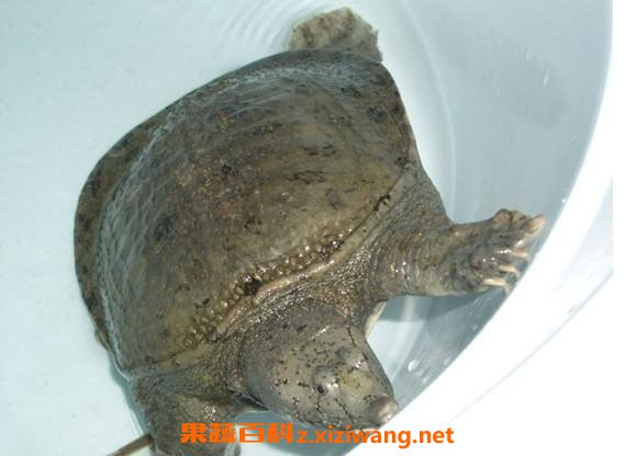鳖头