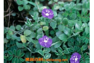 银花草药材有什么功效和药用价值