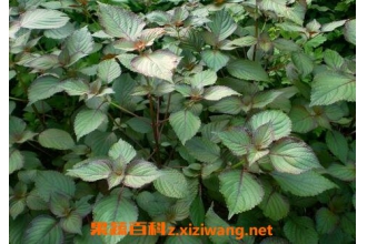 紫苏烧菜瓜的作用与功效