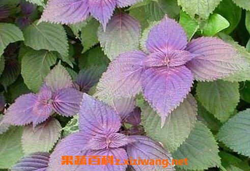 紫苏烧菜瓜的作用