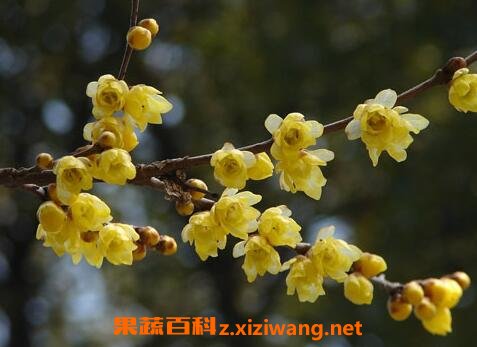 黄梅花的药用价值