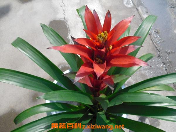 五彩红星