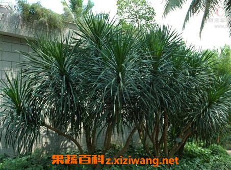 龙血树叶的副作用和使用禁忌