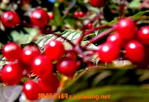 花楸酒的功效与作用 喝花楸酒什么好处