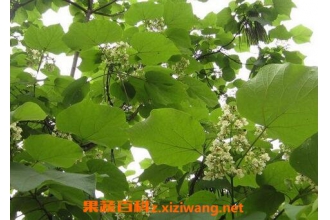 梓树的养殖方法和注意事项